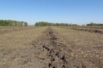 Dambacher Farms Partnership - Drainage